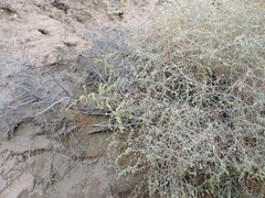 Atriplex canescens laciniata