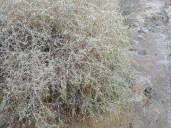 Atriplex canescens laciniata