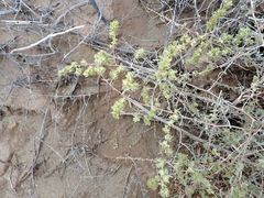 Atriplex canescens laciniata