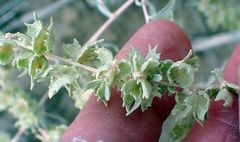 Atriplex canescens laciniata
