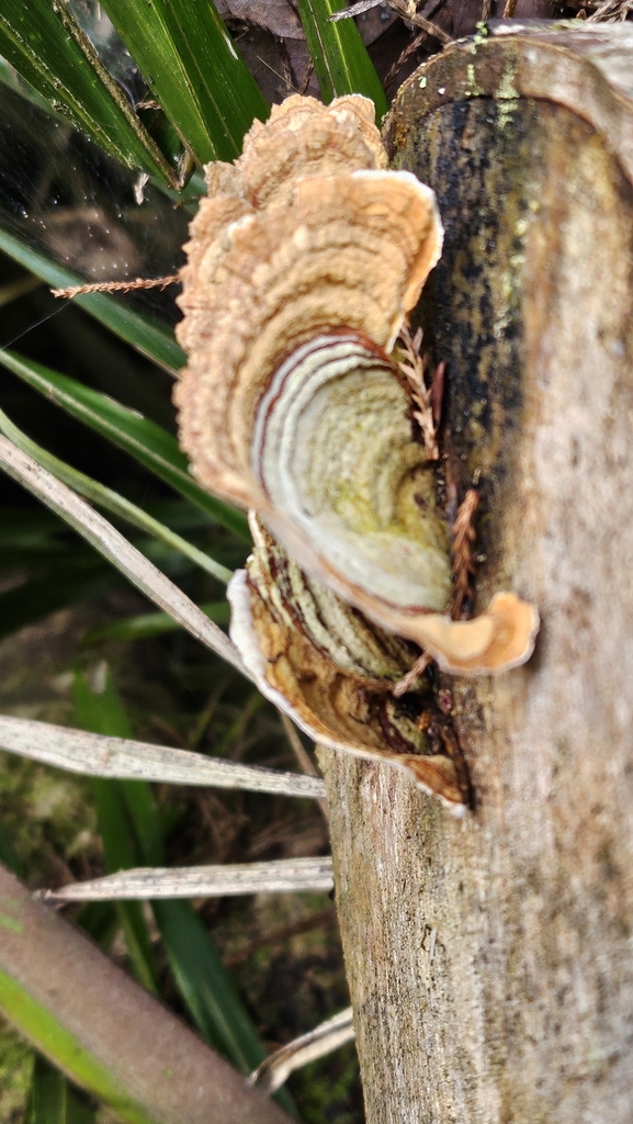 Stereum ostrea · September 2025 · photo: © charliethomas (iNaturalist, cc0)
