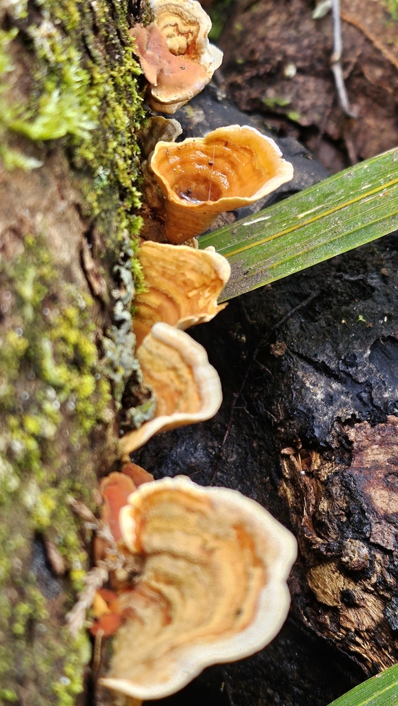 Stereum ostrea · September 2025 · photo: © charliethomas (iNaturalist, cc0)