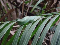 Trimeresurus vogeli