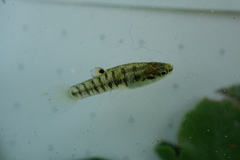 Heterandria formosa