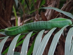 Trimeresurus vogeli