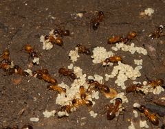 Camponotus sansabeanus