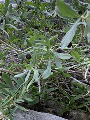 Borrichia frutescens image