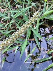 Cycnogeton multifructum