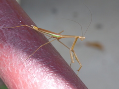 Phasmomantis sumichrasti