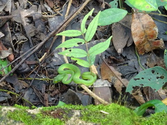 Trimeresurus macrops
