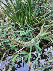 Cycnogeton multifructum