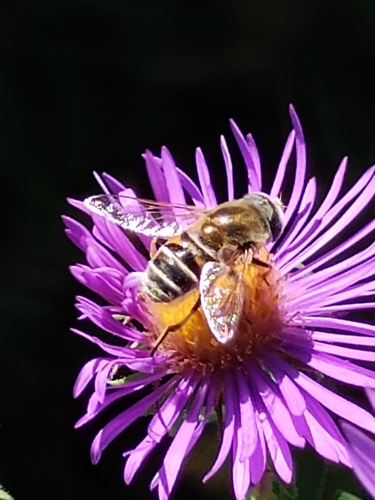 Unknown species found near Como Park, St Paul, MN, USA