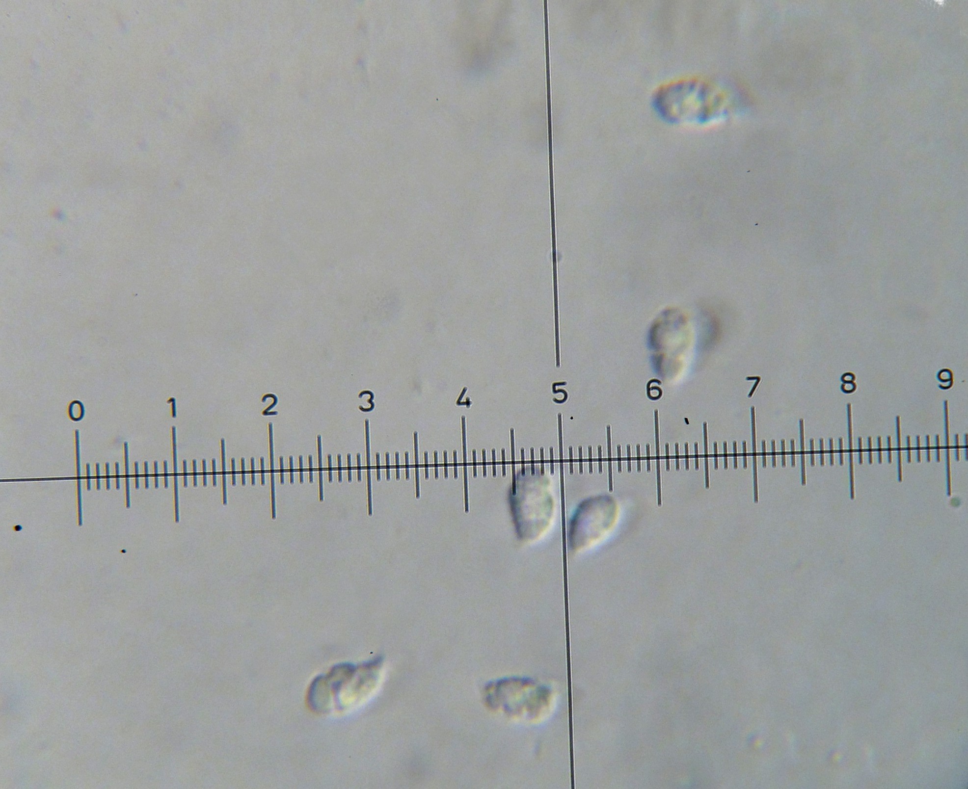 Hygrocybe borealis image