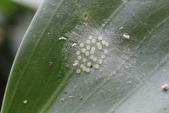 Lyssomanes pauper