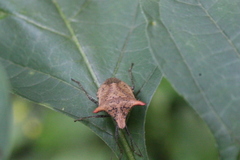 Euschistus cornutus