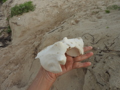 Macrostrombus costatus