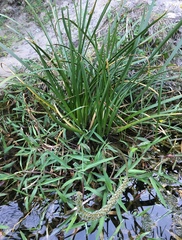 Cycnogeton multifructum