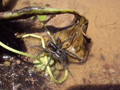 Allocosa paraguayensis