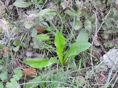 Leontodon longirostris