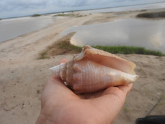 Macrostrombus costatus