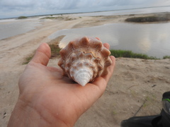 Macrostrombus costatus