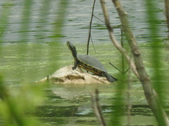 Trachemys venusta iversoni