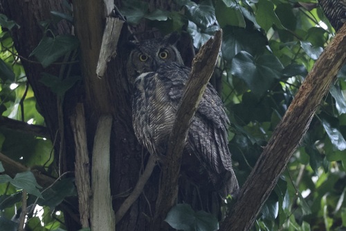 View observation of {o.common_name} on iNaturalist