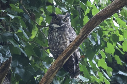 View observation of {o.common_name} on iNaturalist