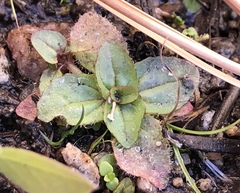 Erythranthe primuloides