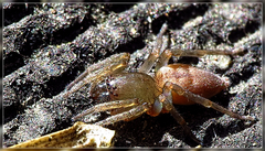 Eutittha stratiotica