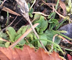 Erythranthe primuloides