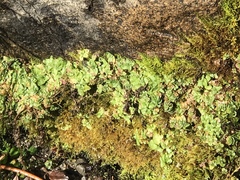 Erythranthe primuloides