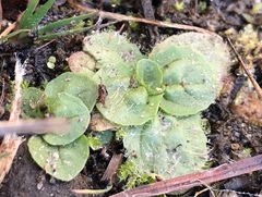 Erythranthe primuloides
