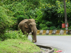 Elephas maximus