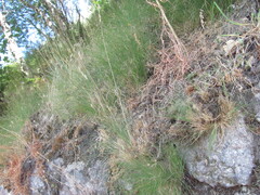 Festuca elegans