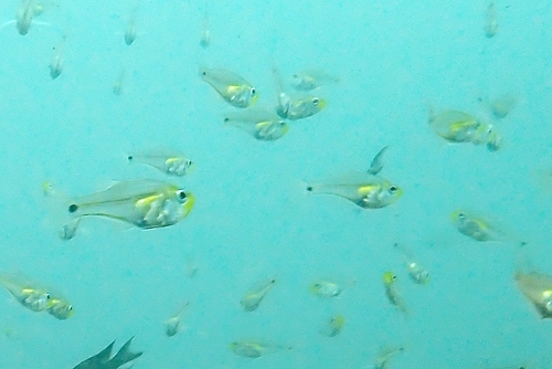 Archamia bleekeri