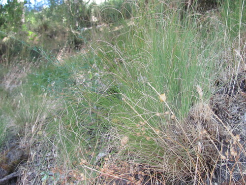 Festuca elegans, photograph 1