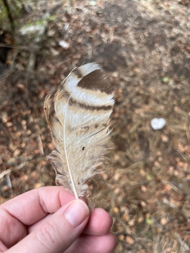 View observation of {o.common_name} on iNaturalist