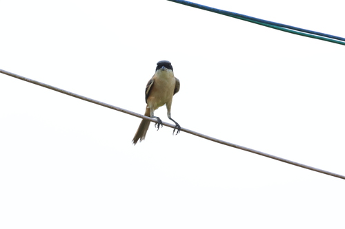 Long-tailed Shrike