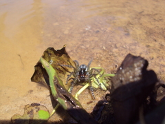 Allocosa paraguayensis