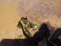 Allocosa paraguayensis