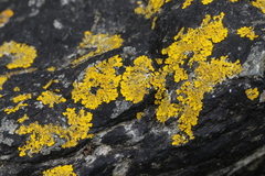Xanthoria aureola