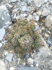 Coryphantha neglecta