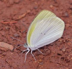 Eurema elathea flavescens