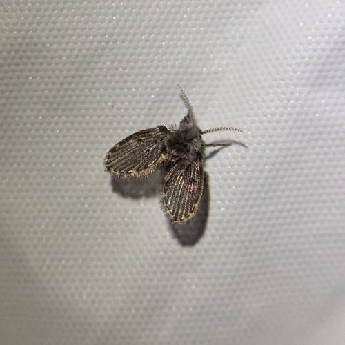 Unknown species found near Morgan Park, Chicago, IL, USA