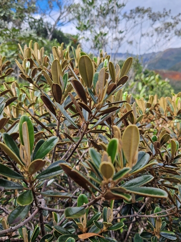 Solmsia calophylla observed 2025-09-20