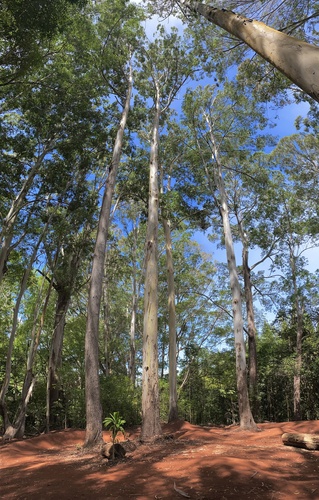 Eucalyptus saligna observed 2025-09-28