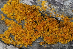 Xanthoria aureola