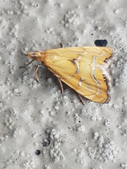 Glaucocharis auriscriptella