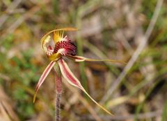 Caladenia villosissima